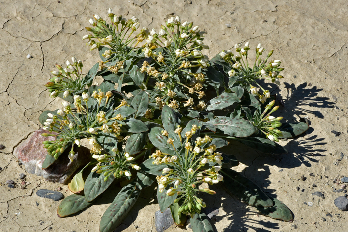 Woody Bottle-washer is also called Booth’s Evening-primrose or Booth’s Suncup. This species prefers a wide-range of habitats from low desert to pinyon juniper woodlands. Eremothera boothii 